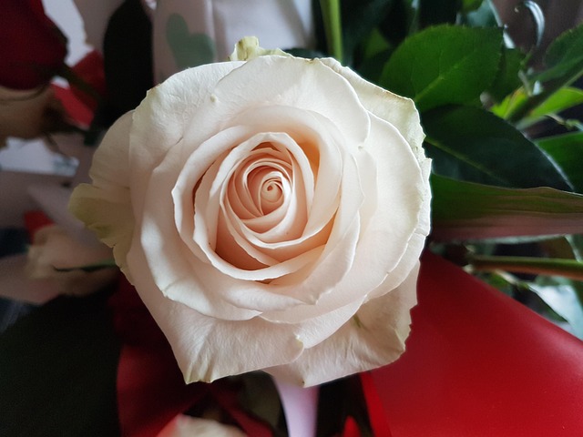 Free Rose White photo and picture