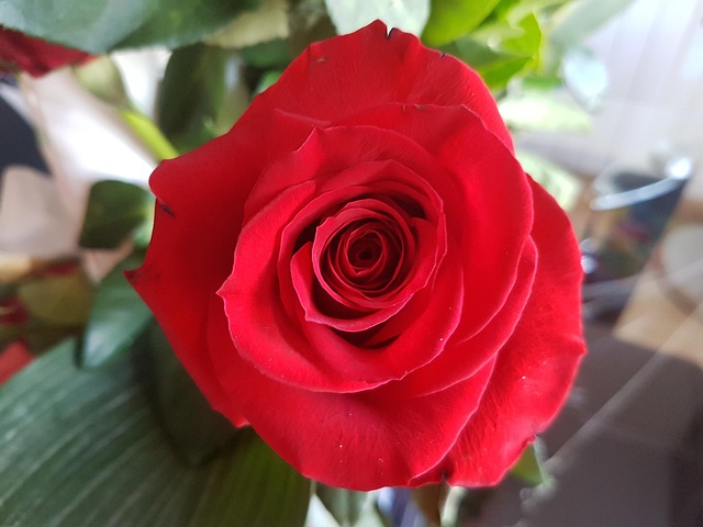 Free Rose Red photo and picture