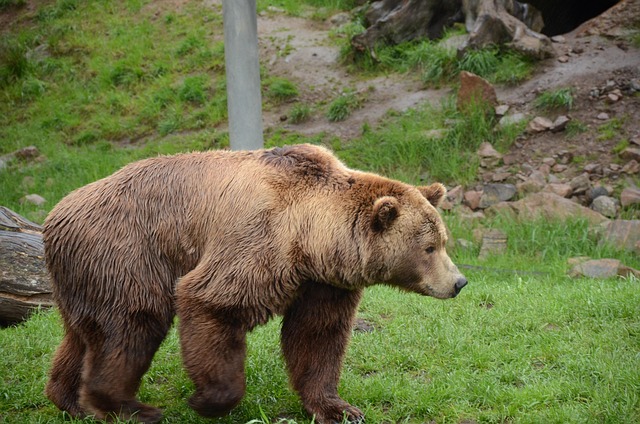 Free Bear Brown Bear photo and picture