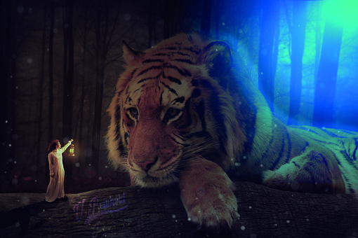 Free Forest Night photo and picture