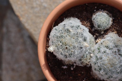 Free Mammillaria Plumosa Mammillaria photo and picture