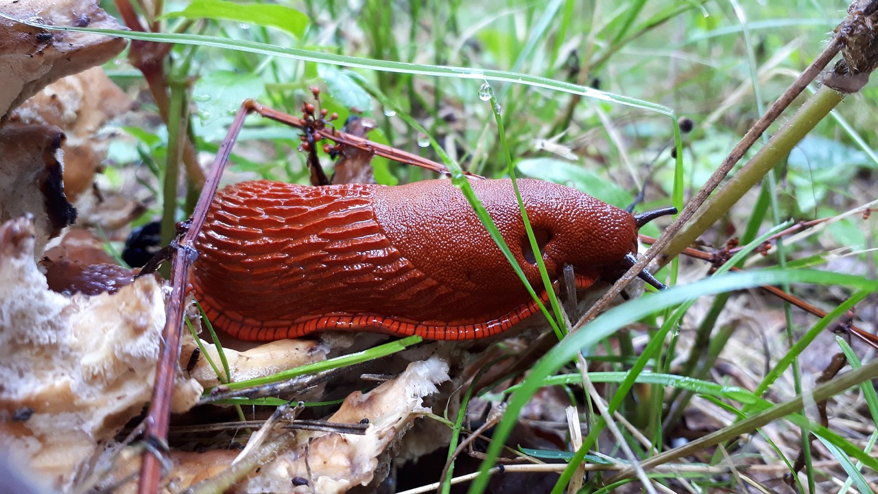 Snigel Djur Natur Gratis foto på Pixabay Pixabay