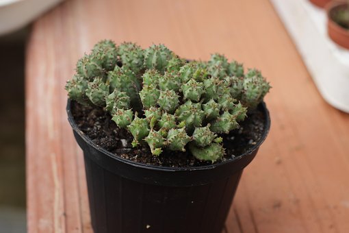 Free Euphorbia Floors photo and picture