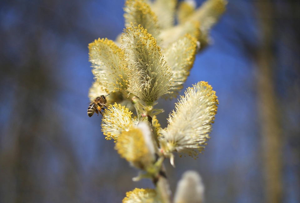 Spring Wasp Spring Wasp Bee Willow - Free photo on Pixabay