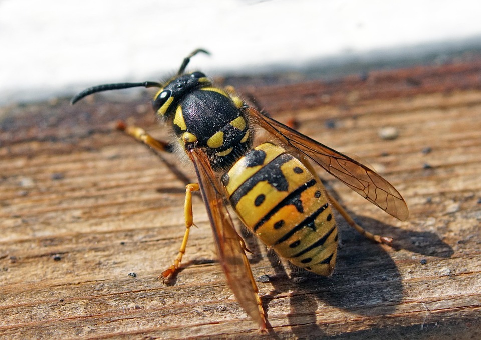 Spring Wasp Nature Insect Spring - Free photo on Pixabay