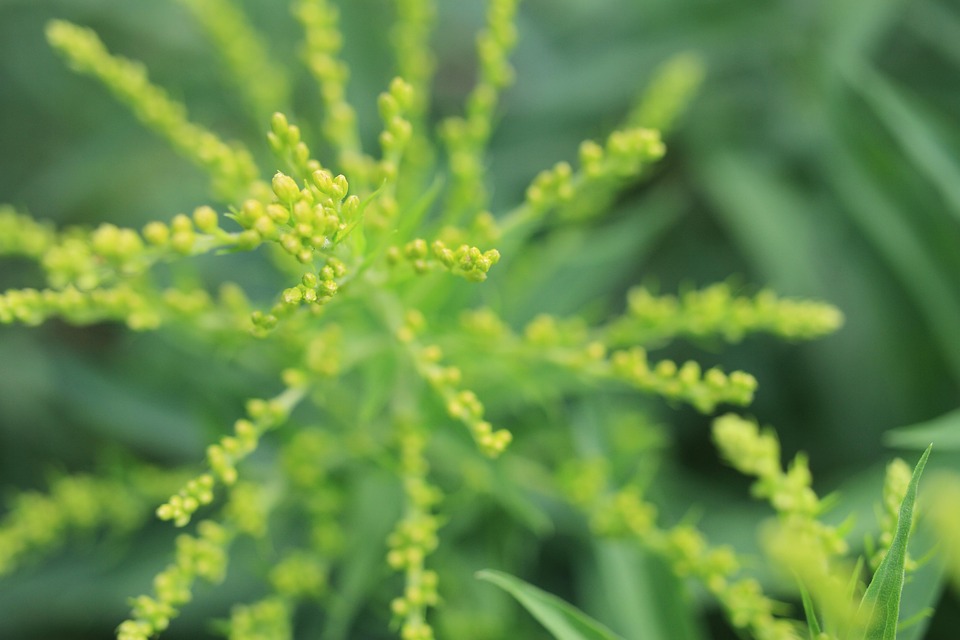 开花厂野草 Pixabay上的免费照片