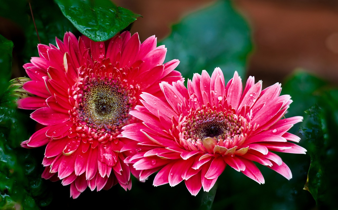 Gerbera Daisy Flowers Flower Free photo on Pixabay Pixabay