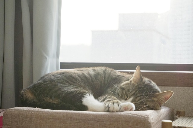 Free Cat Sunshine photo and picture