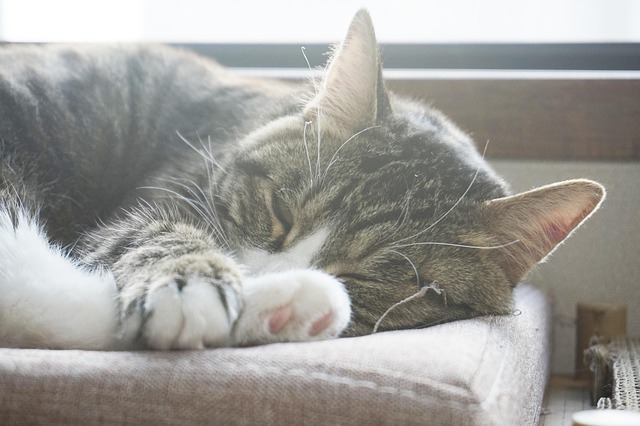 Free Cat Nap photo and picture