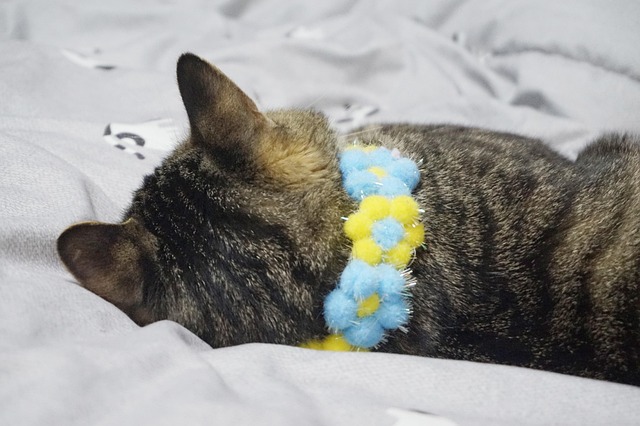 Free Cat Pooping photo and picture