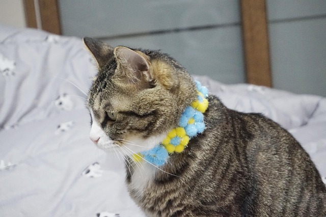 Free Cat Profile photo and picture