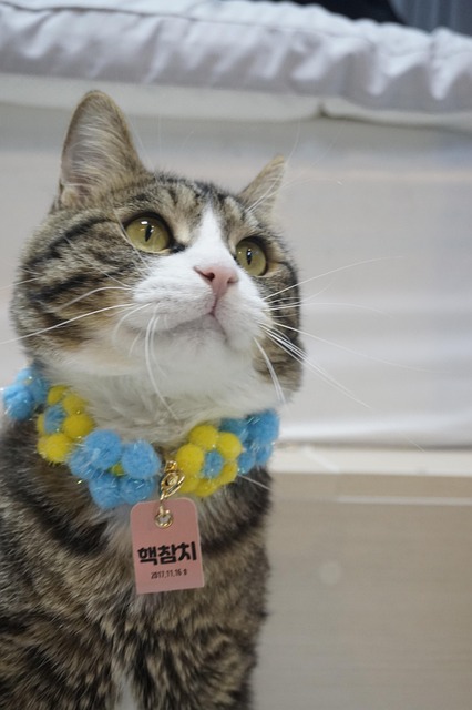 Free Cat Kitten photo and picture