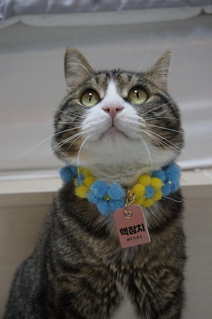 Free Cute Cat photo and picture