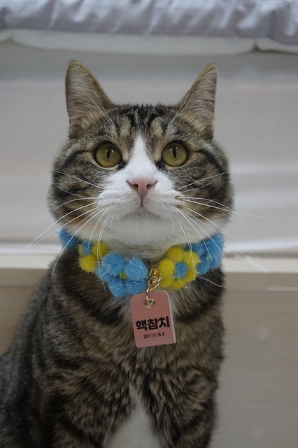Free Cat Cute photo and picture
