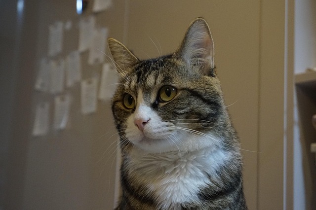 Free Cat In The Evening photo and picture