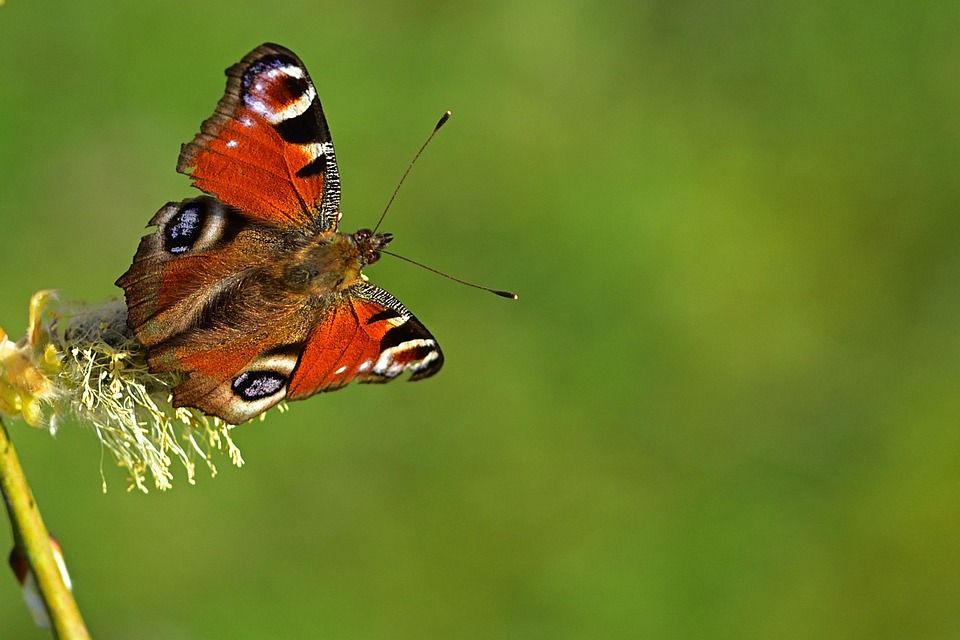 Frühling, Garten, Schmetterling, Tagpfauenauge