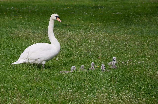 Free Swan Nature photo and picture