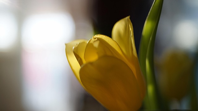Free Flower Flower Background photo and picture