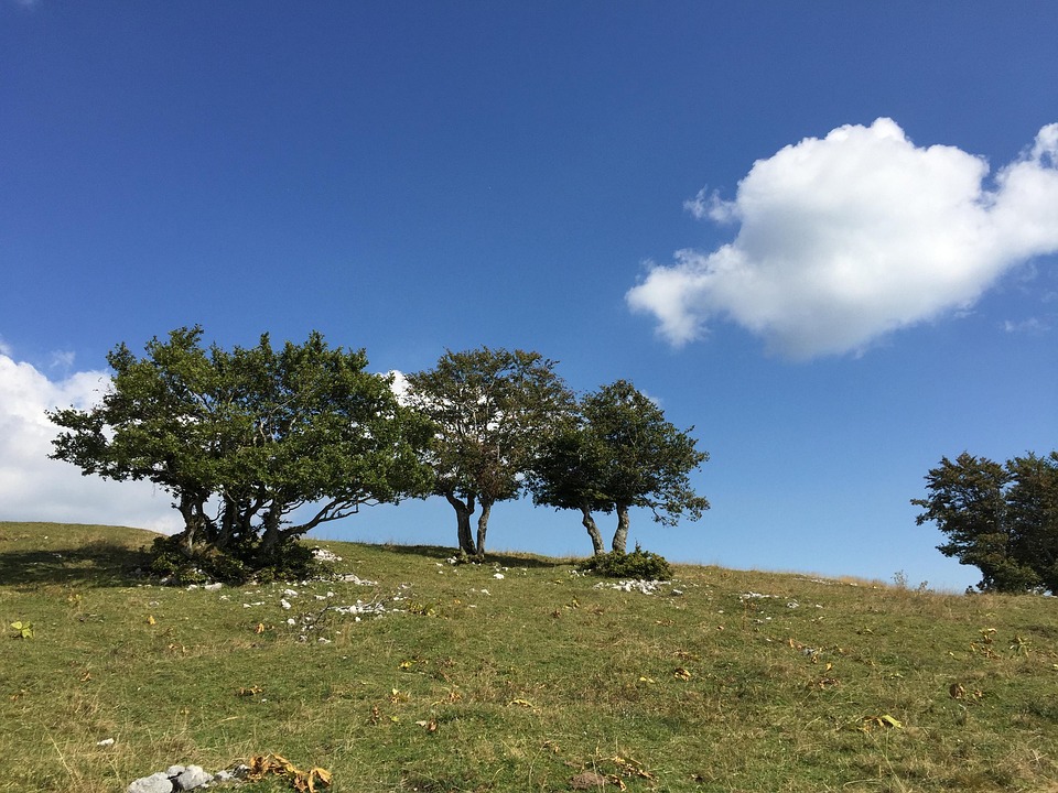 Trees Group Free photo on Pixabay Pixabay