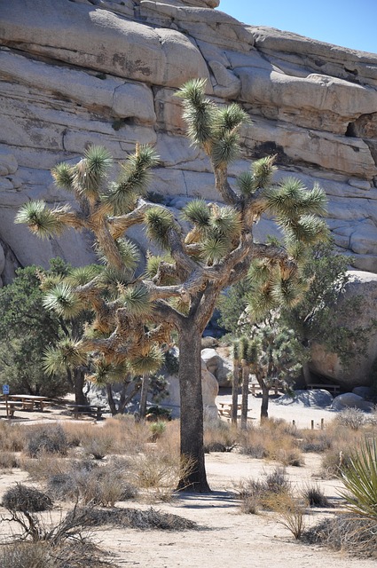 Kaktus, Ørken, Arizona