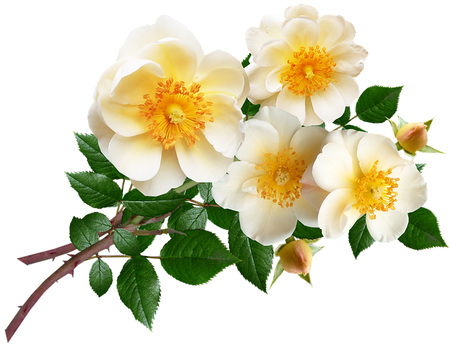 Bloemen, Wit, Rozen, Bundel, Meeldraden