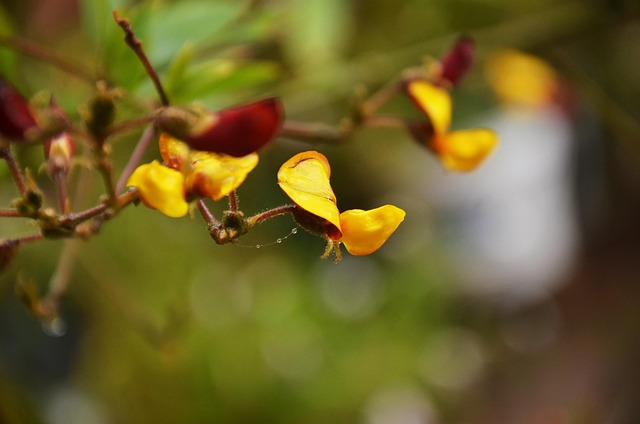 Free Flower Nature photo and picture