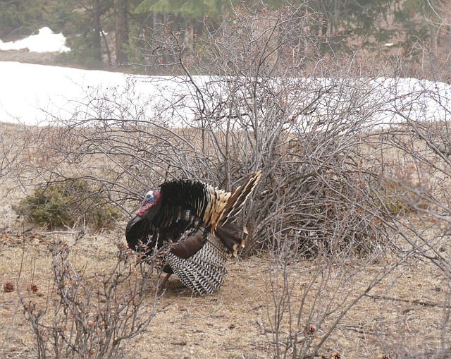 Free Turkey Strut Wild Turkey Displaying photo and picture