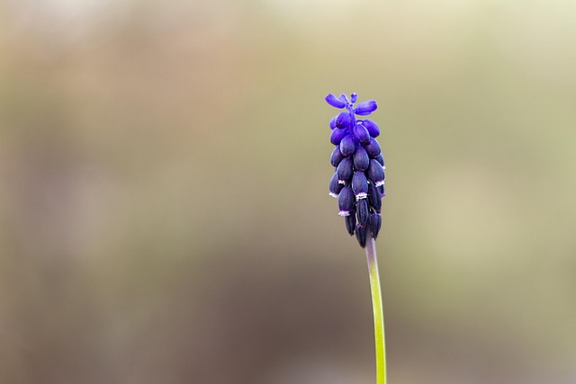Flor, Primavera, Roxo, Fundo Flor