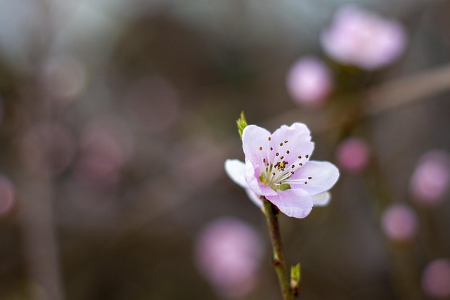 Flor, Fundo Flor, Rosa, Primavera