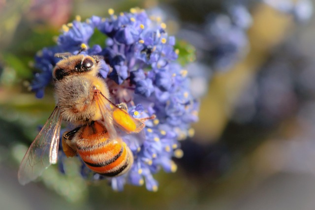 Bi, Blomst Tapet, Smukke Blomster, Natur
