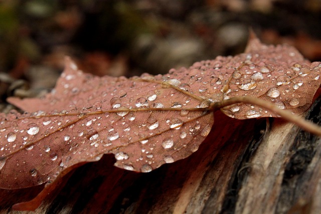 Free Leaf Fall photo and picture