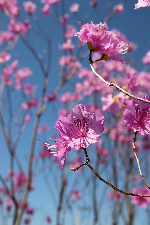 Azalea Flower Spring Azalea Spring Flower - Free photo on Pixabay