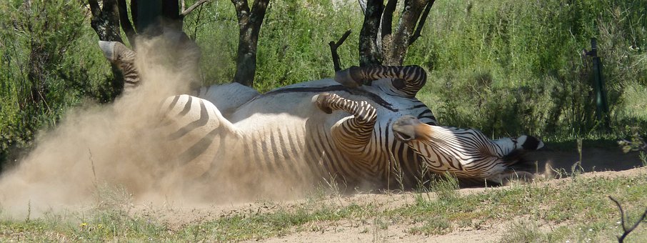 Zebra, Hartmanns, Streifen, Tierwelt
