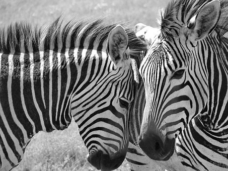 Zebra, Hartmanns, Streifen, Tierwelt