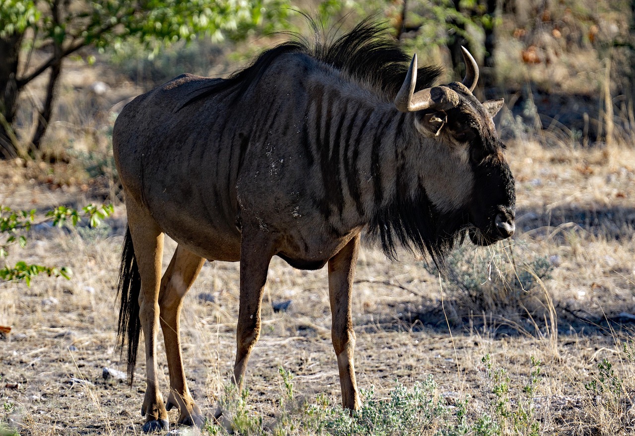 90 Free Antylopa Gnu Gnu Photos Pixabay