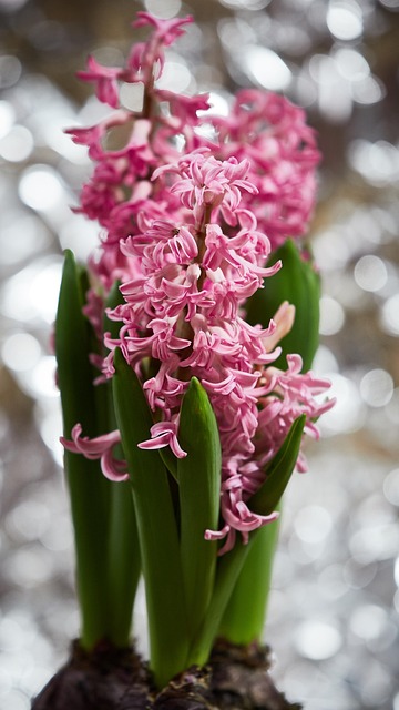 Free Hyacinth Fragrant Flowers photo and picture