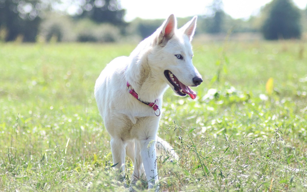 Rauque Rauque Chien Animal De - Photo gratuite sur Pixabay - Pixabay