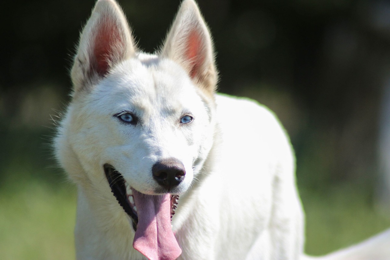 ハスキー 白 犬 Pixabayの無料写真 ハスキー 白 犬 Pixabayの無料写真