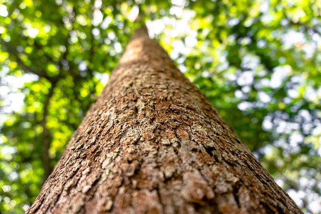 Árvore Porta-Malas Floresta - Foto gratuita no Pixabay - Pixabay