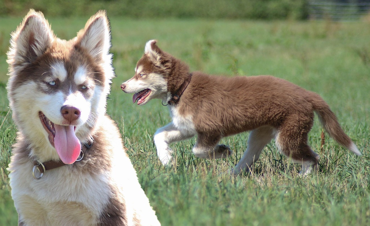 Husky Puppy Dog Domestic Free photo on Pixabay Pixabay
