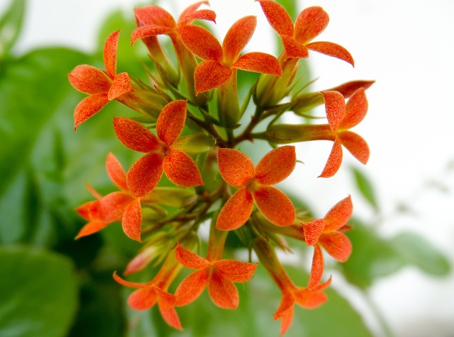 Free Flower Spring photo and picture