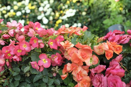 Free Flowers Garden photo and picture