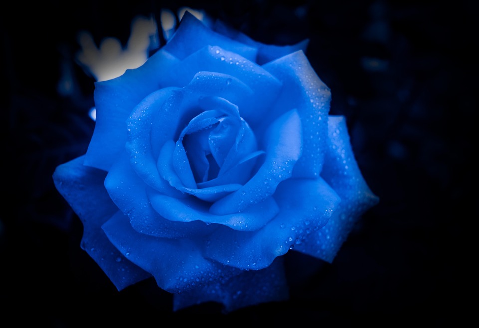 Rose Blue Purple Free photo on Pixabay Pixabay