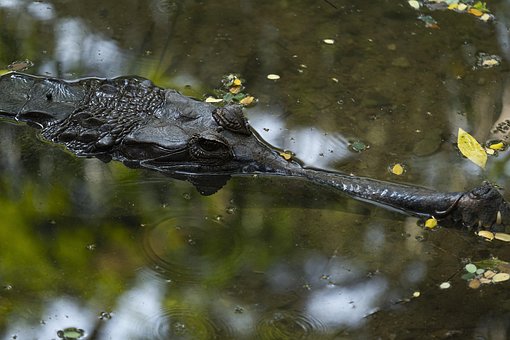 Free Crocodile Pond photo and picture