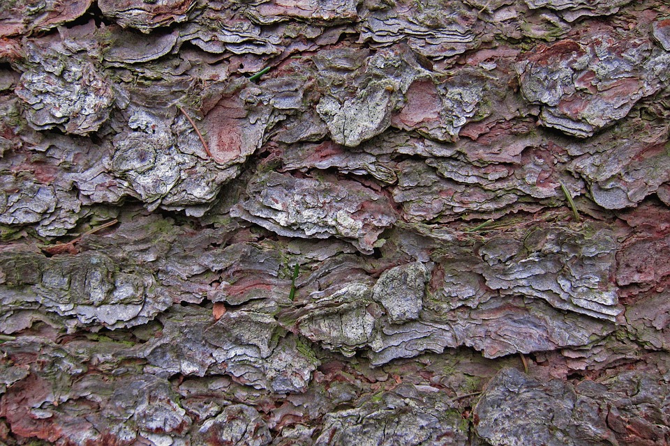 Baum Rinde Baumrinde - Kostenloses Foto auf Pixabay - Pixabay