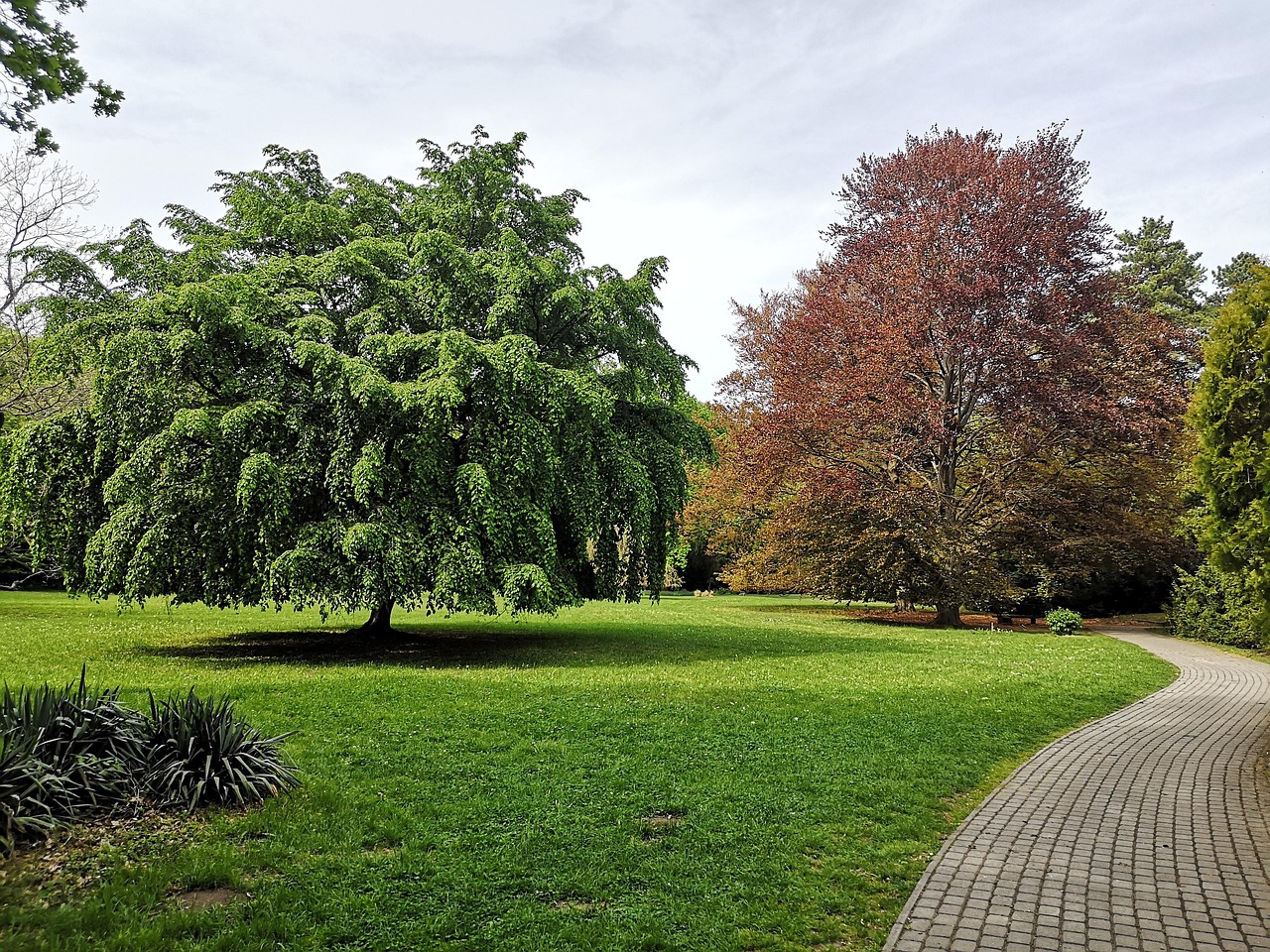 Natur Baum - Kostenloses Foto auf Pixabay - Pixabay