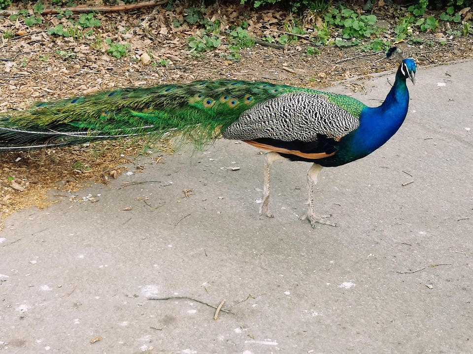 pfau-vogel-feder-kostenloses-foto-auf-pixabay-pixabay