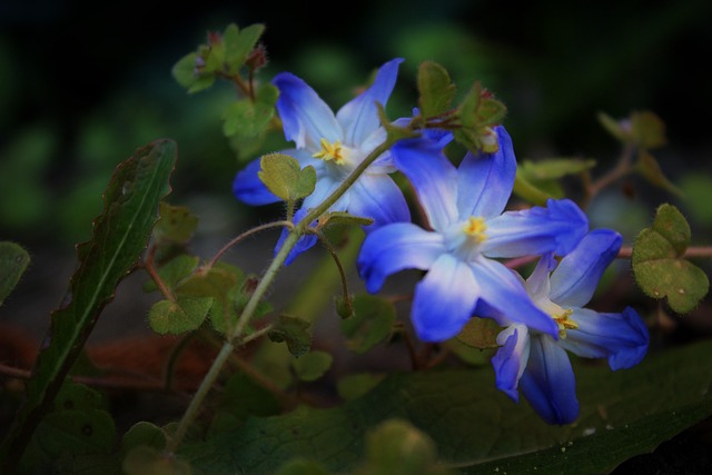 夜 花 ファンタジー - Pixabayの無料写真 - Pixabay