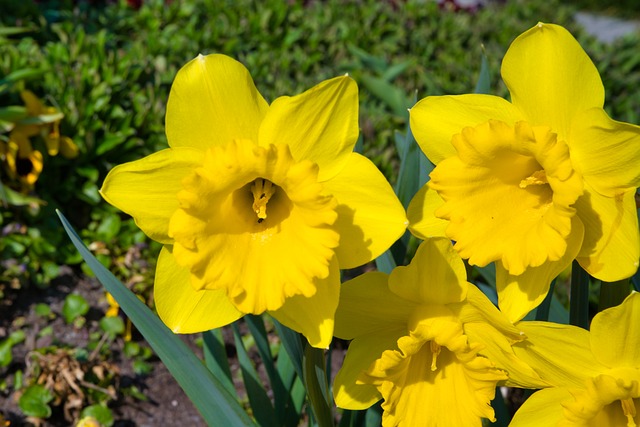 Spring Flower Easter Bell - Free photo on Pixabay - Pixabay