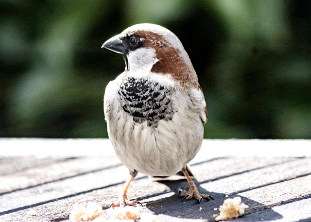 Mus, Vogel, Gevederte, Veerkracht